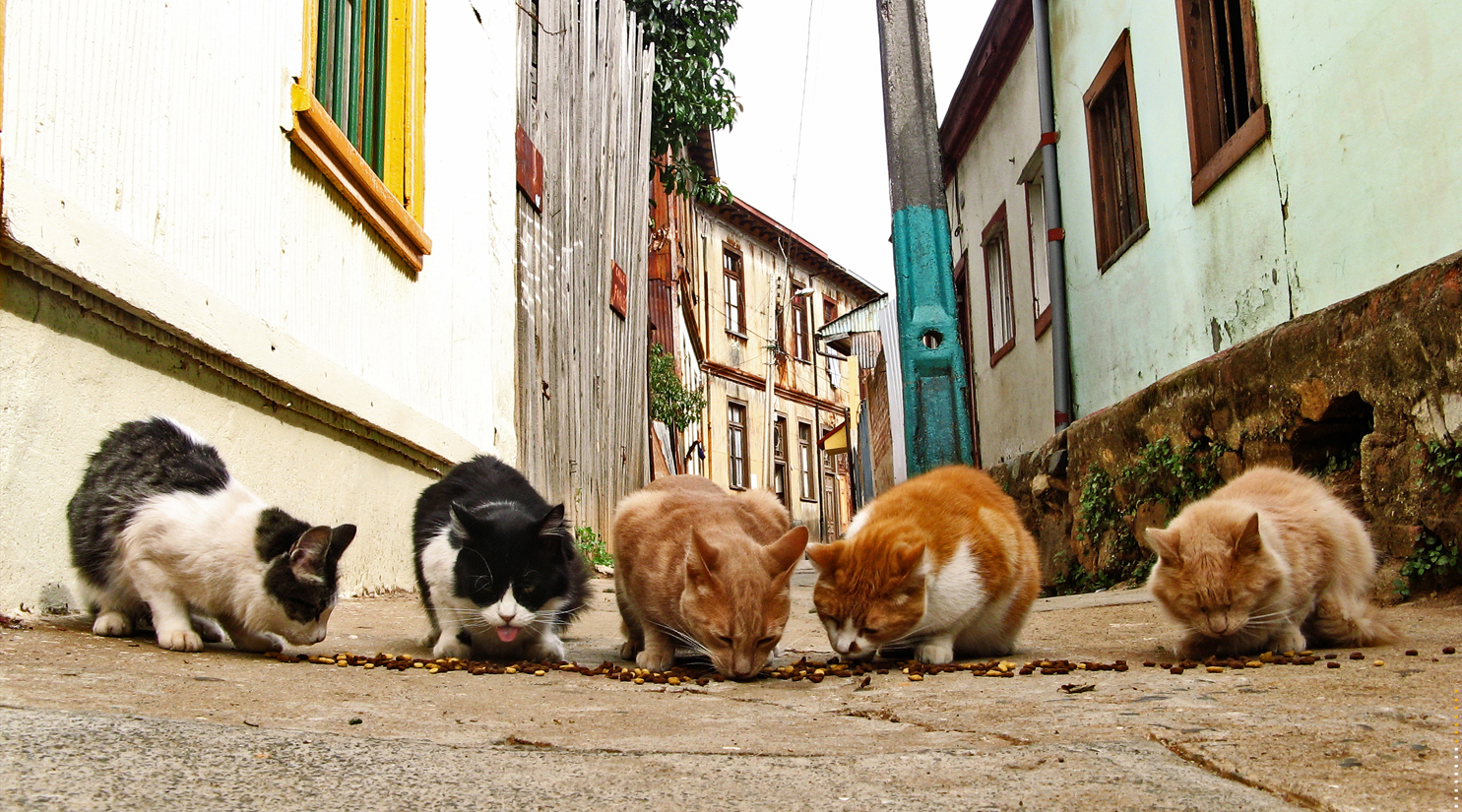 Street_cats_(1)