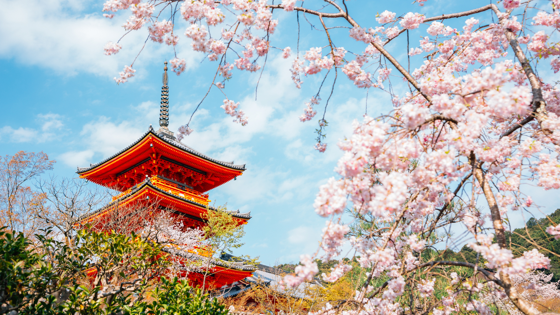 Japonia în sezonul Sakura: când înfloresc cireșii și ce poți să vizitezi în această perioadă? 